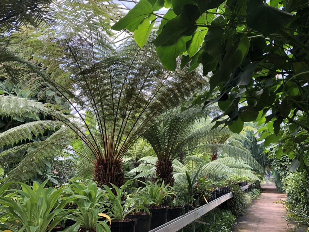 Multple tree ferns with new fronds, flush over bridge in glasshouse