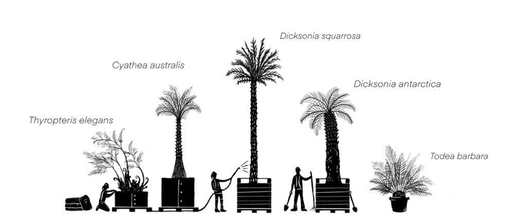 Illustration showing height difference in tree fern species. Kevin Bannon