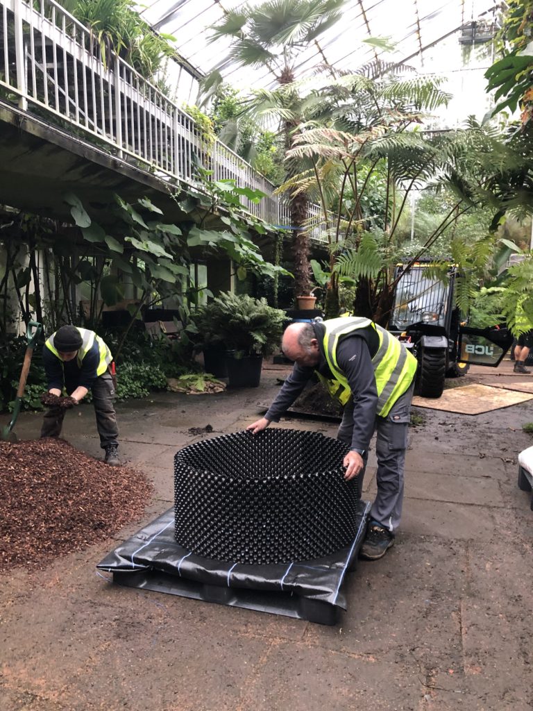 Two horticulturists prepare a large airpot for potting of tree fern.