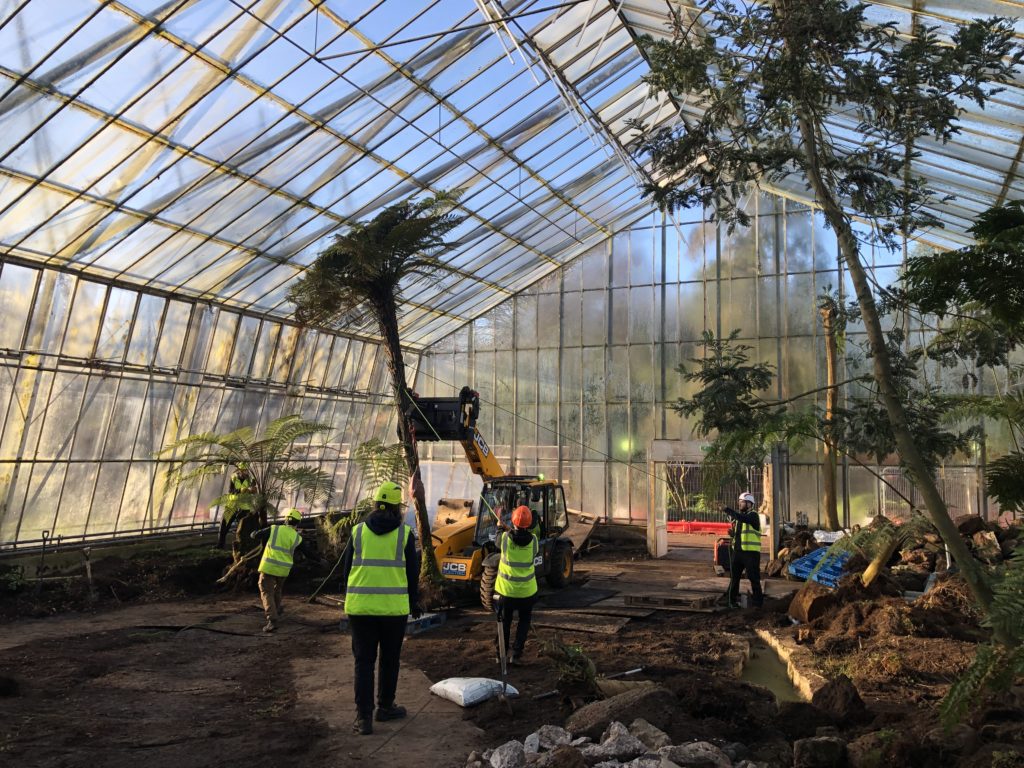 Multiple horticulturists move a tall tree fern within a glasshouse
