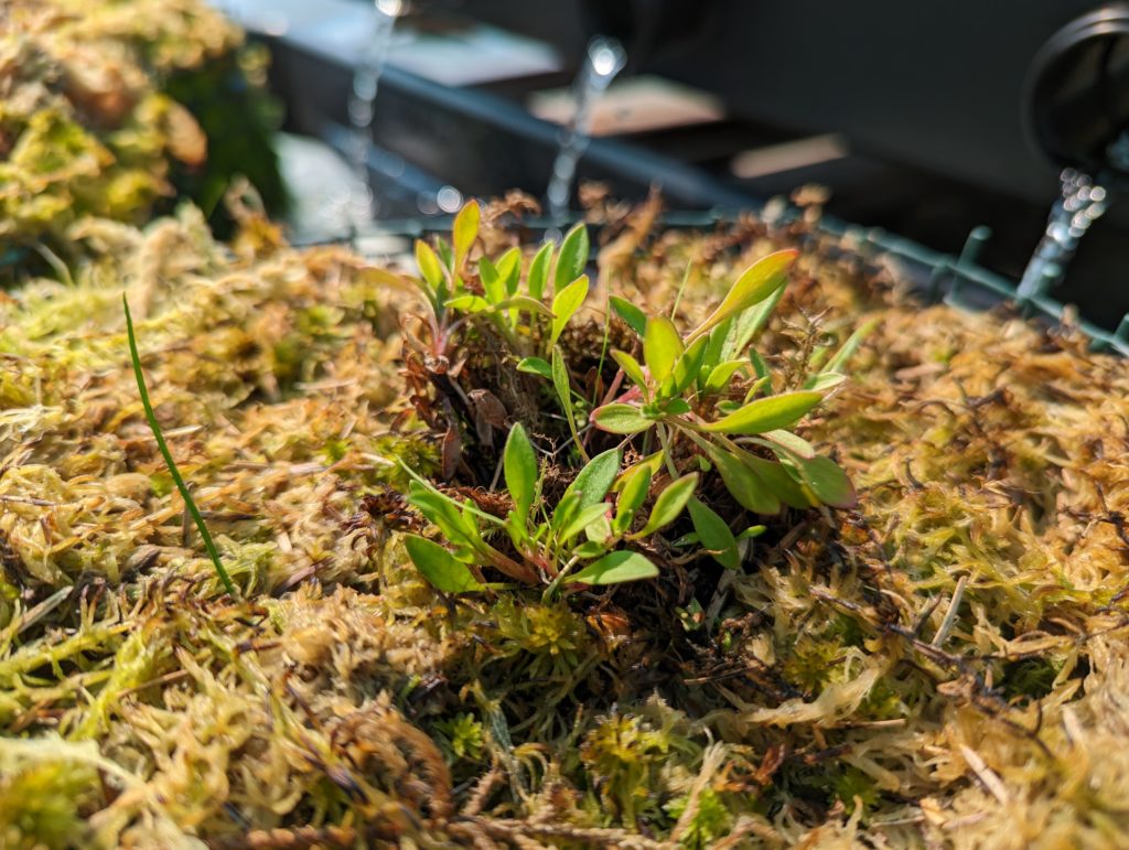Marsh saxifrage wild collection