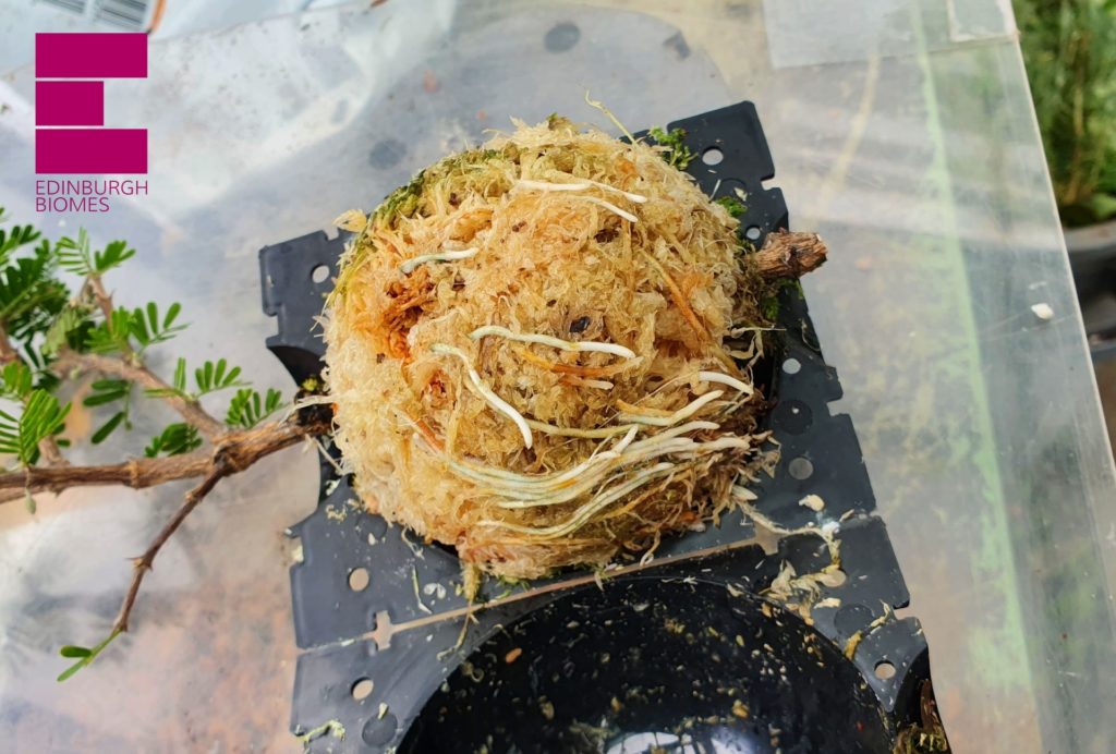 a plant root ball held in a round plastic air layering case