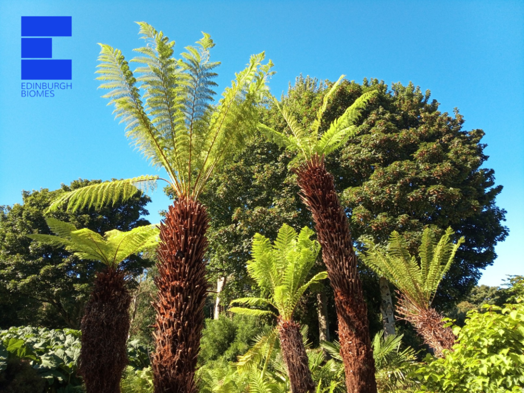 Five Dicksonia antarctica tree ferns showing large, new green fronds against a blue sky.