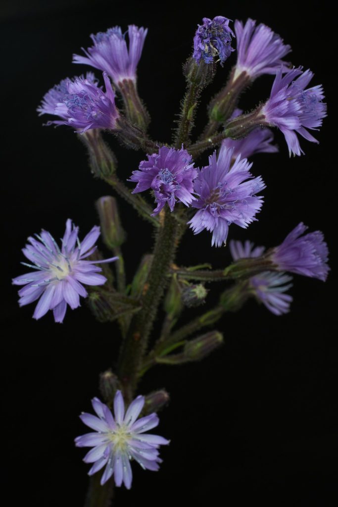Cicerbita flowering shoot by Fran