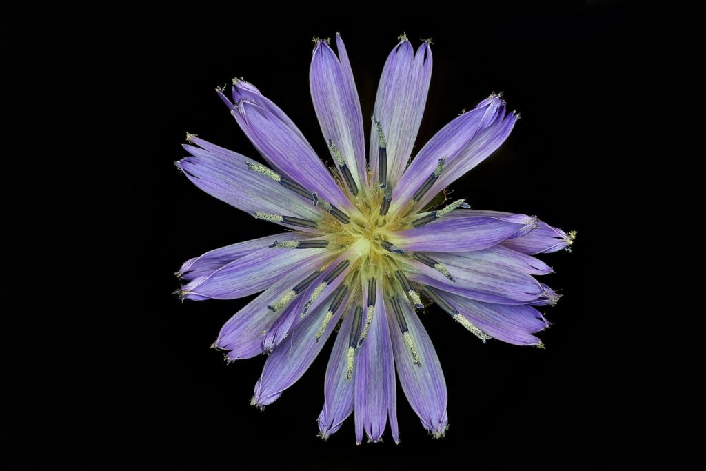 Cicerbita single flower micro by Fran