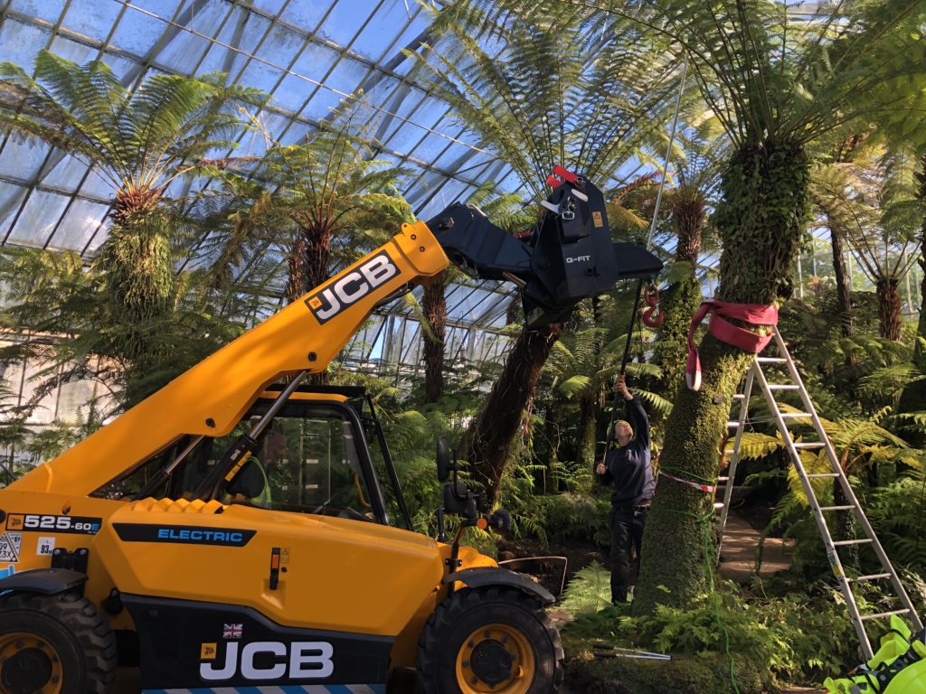 Inside of a large glasshouse, two horticulturists prepare to lower a large tree fern. A large yellow telehandler is also being used.