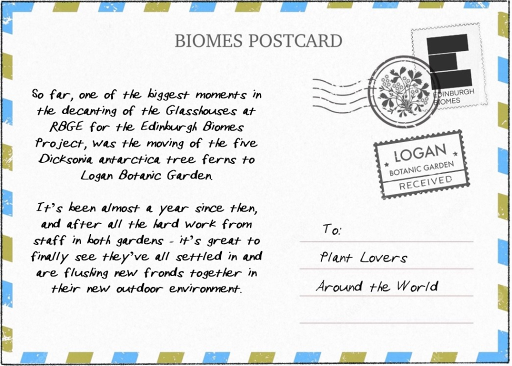 A postcard with RBGE themed stamps with a written update on the conditions of multiple tree ferns moved a year previous.