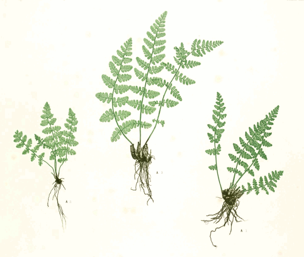 Woodsia ilvensis Moore47A