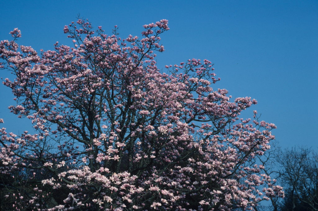 Magnolia sprengeri accession number 19599599. Tree with pink flowers against blue sky