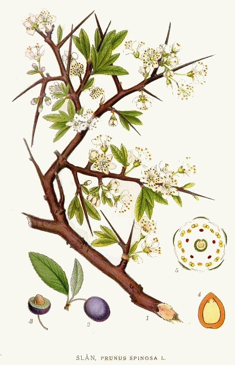Prunus spinosa by Carl Axel Magnus Lindman, in Bilder ur Nordens Flora (between 1917 and 1926). Illustration of Prunus spinosa branch and cross section of fruit and flowers.