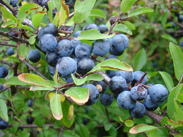Closeup of the fruit (known as sloe). Image taken in Sweden by Martin Olsson (CC BY-SA 3.0) Fruit are in clusters, each is round and dark blue with a paler powdery blue coating. Smaller branchlets surround the fruit bearing leaves.
