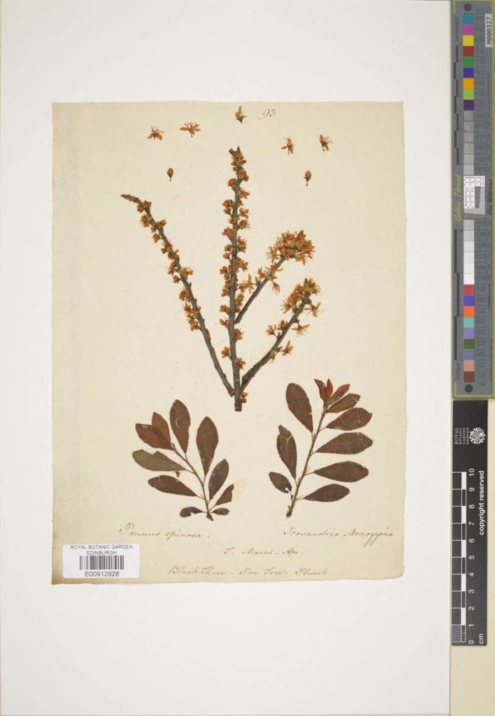 Prunus spinosa: Flowering specimen. RBGE Herbarium. https://data.rbge.org.uk/herb/E00912828
A herbarium specimen of Prunus spinosa. There is a dried plant mounted on board, there is hand written text and a barcode at the bottom of the board. The plant is in three pieces two at the bottom are branches with leaves, the branch at the top is covered in flowers. Seven flowers have been attached separately at the top of the sheet.