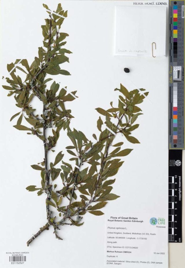 Towards 3 million specimens: Prunus spinosa – The Blackthorn Tree of ...