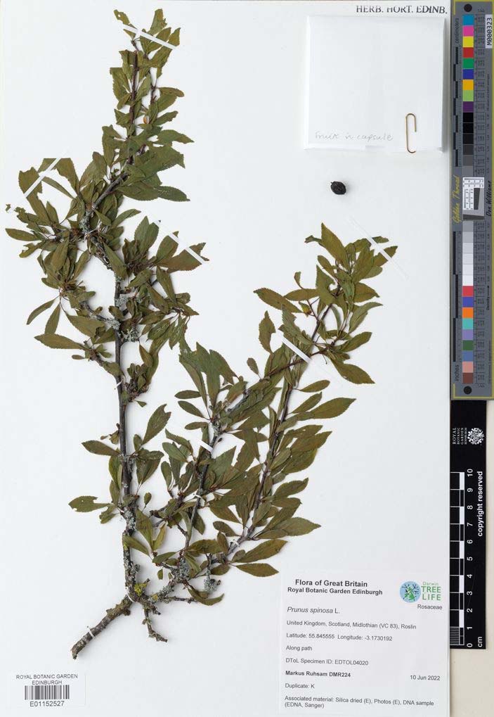 Prunus spinosa: Fruiting specimen. RBGE Herbarium. https://data.rbge.org.uk/herb/E01152527

Branch with leaves, there is one berry to the right of the branch. A capsule is attached at the top right hand side of the sheet and a barcode and collection data label at the bottom.