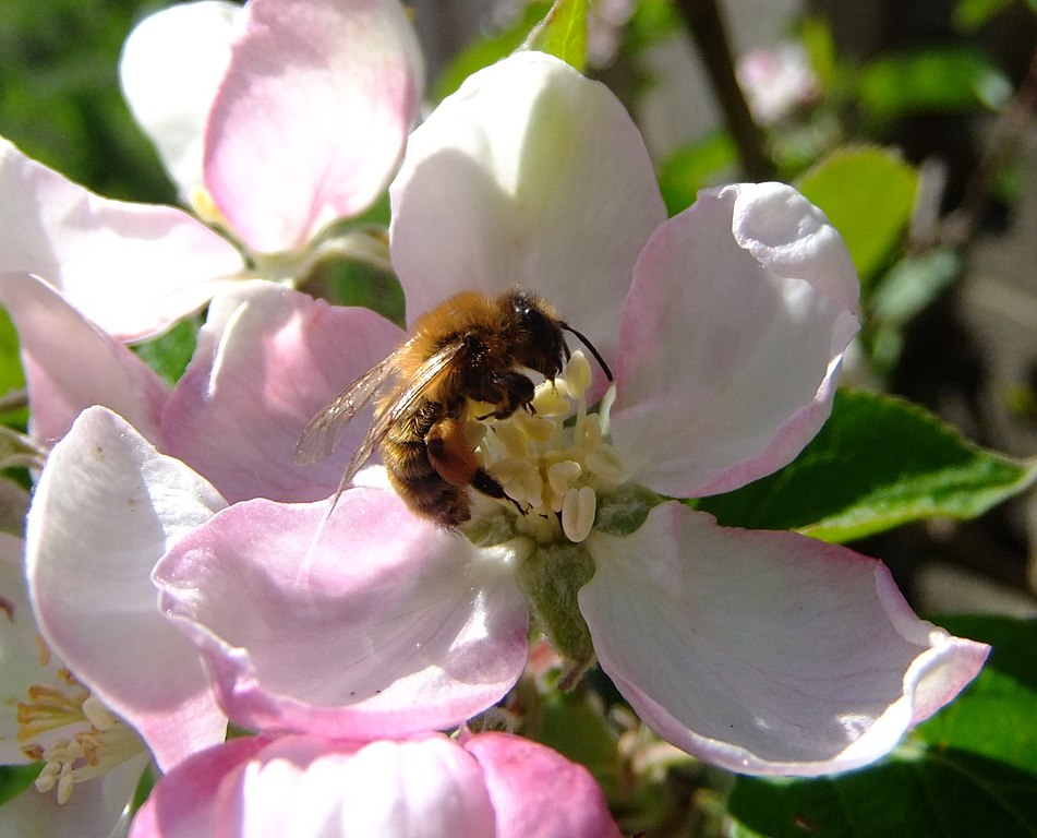 Honey bee on apple blossom Sandy Bedfordshire 7103234043