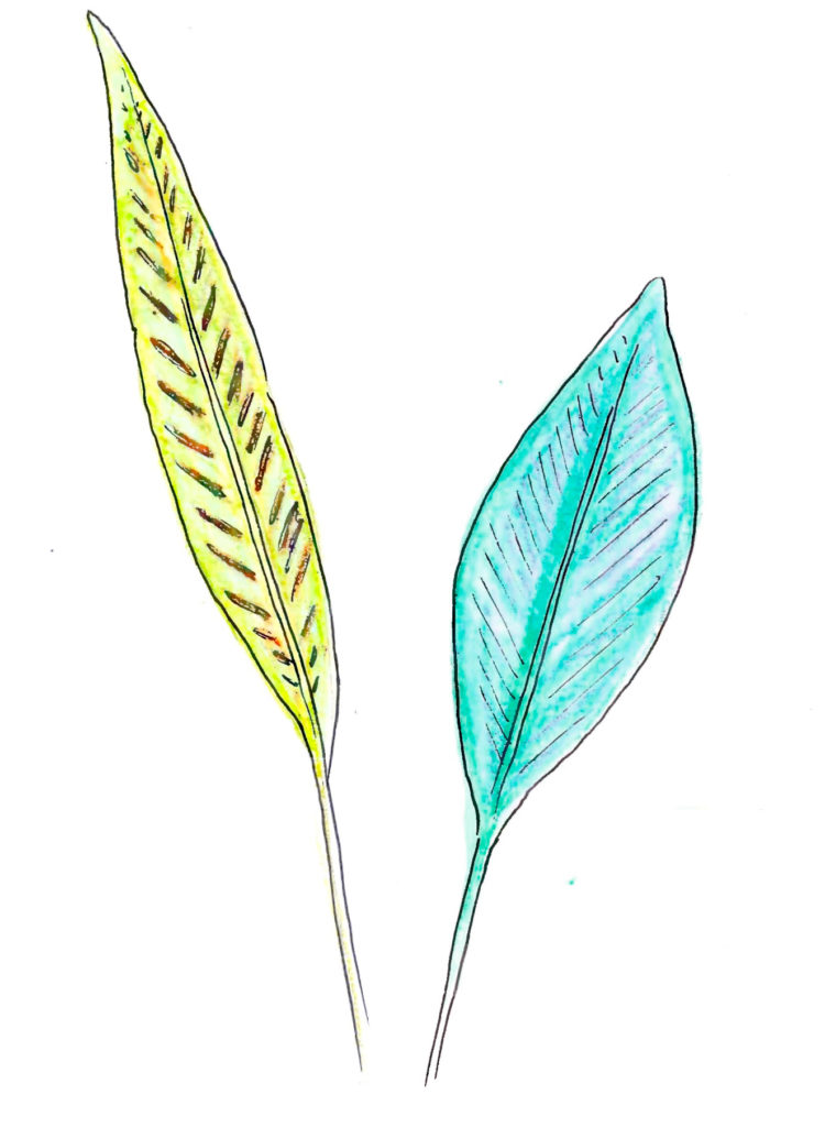 Iridescent leaves