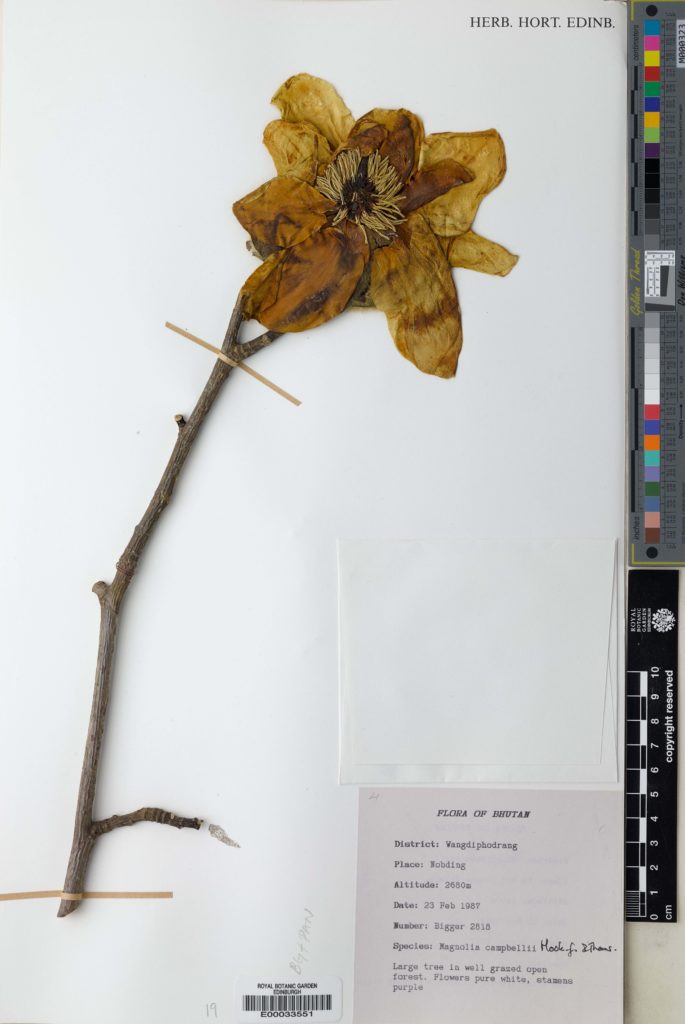 A digitised specimen of Magnolia campbellii Hook.f. & Thomson from the RBGE herbarium. https://data.rbge.org.uk/herb/E00033551. A dried branch and single large flower are sttached to a cardvoard sheet. The bottom left corner of the sheet contains a barcode and the bottom right corner a capsule and collection label. 