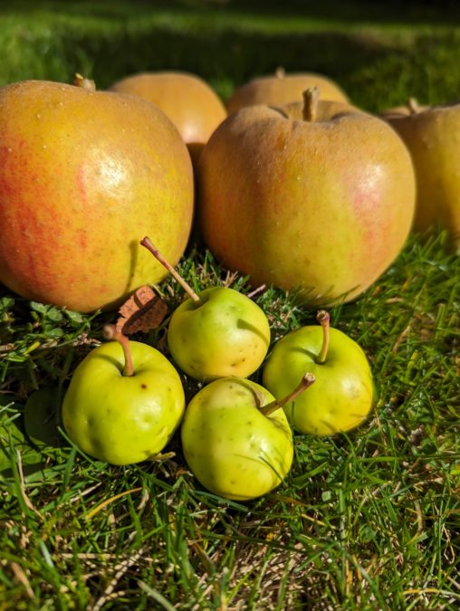 Native crab apples in front of cultivated apples to show the small size of crab apples