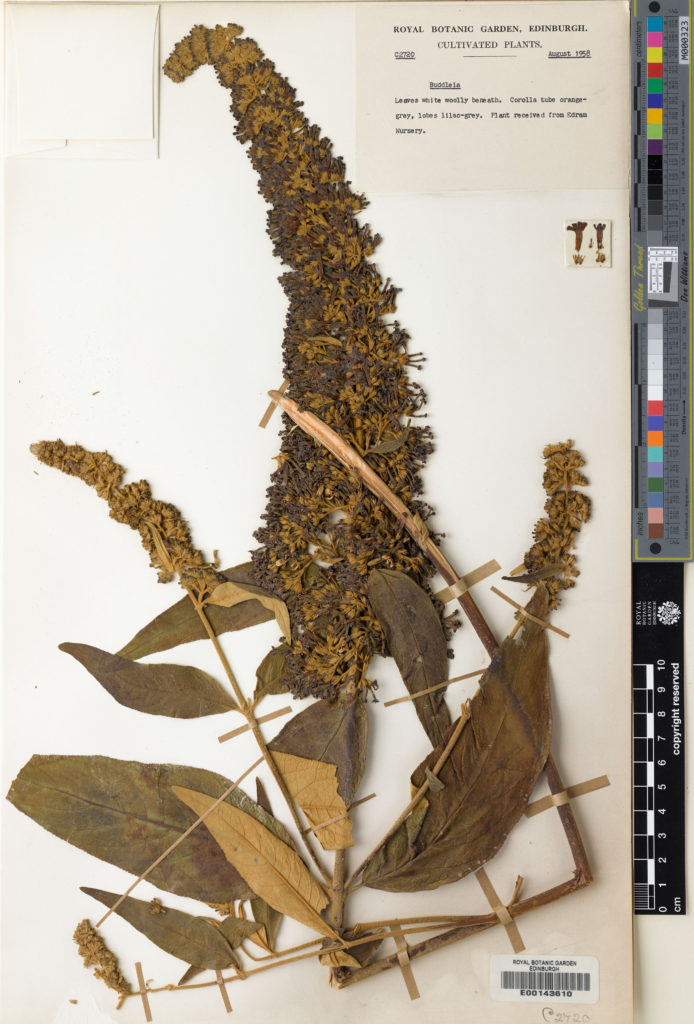 Photograph of a herbarium specimen of Buddleja davidii Franch.