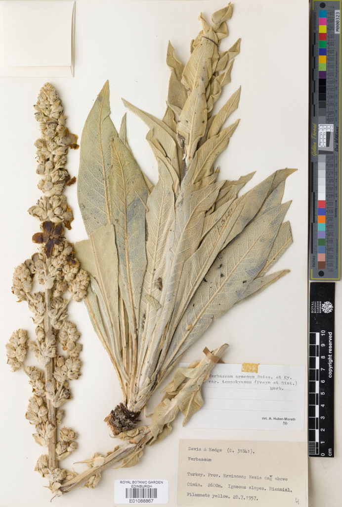 Photograph of a herbarium specimen of Verbascum armenum Boiss. & Kotschy.