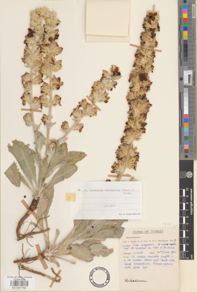 Photograph of a herbarium specimen of Verbascum vulcanicum Boiss. & Heldr.