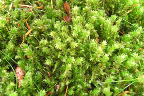 Hylocomiadelphus triquetrus (Rhytidiadelphus triquetrus), 'pipe-cleaner moss'