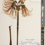 Herbarium specimen of Eucrosia mirabilis. The specimen is a flower stem. There are a large number of flowes at the top of the stem, all emerging from a single point. The flowers have a small green petals, with long, red, curving anthers.