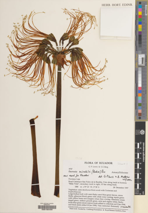 Herbarium specimen of Eucrosia mirabilis. The specimen is a flower stem. There are a large number of flowes at the top of the stem, all emerging from a single point. The flowers have a small green petals, with long, red, curving anthers.