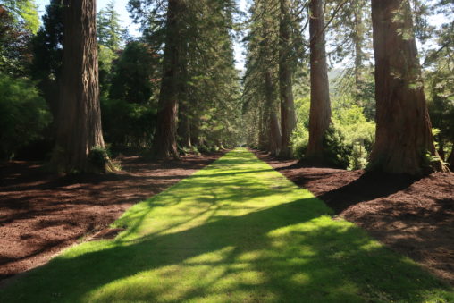 View along redwood avenue at Benmore Botanic Garden