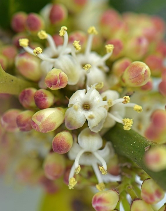 Ilex aquifolium amle flower