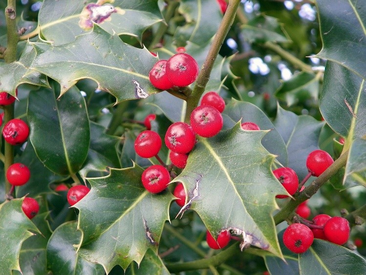 Ilex aquifolium berries