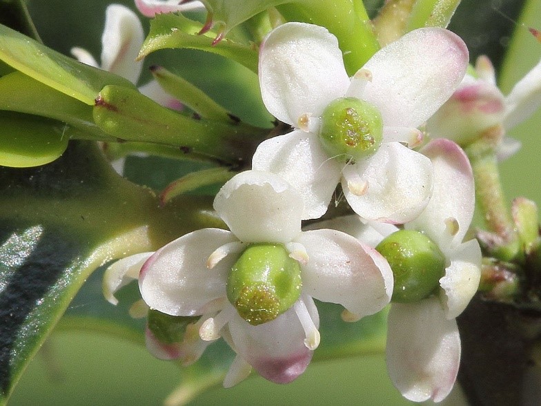 Ilex aquifolium female flower