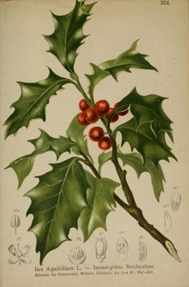 Ilex aquifolium illustration