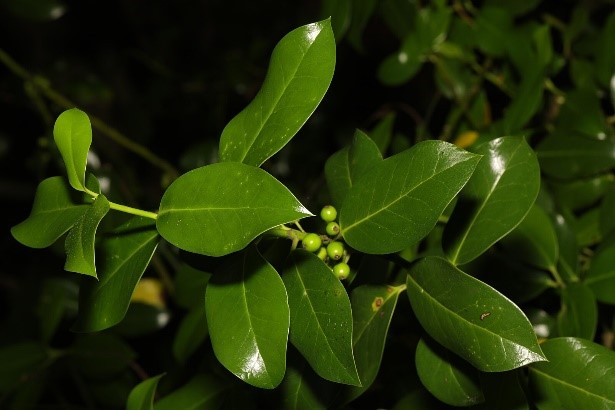 Ilex aquifolium leaves2