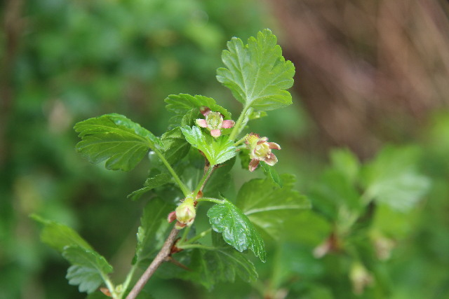Gooseberry – Ribes uva-crispa – in flower