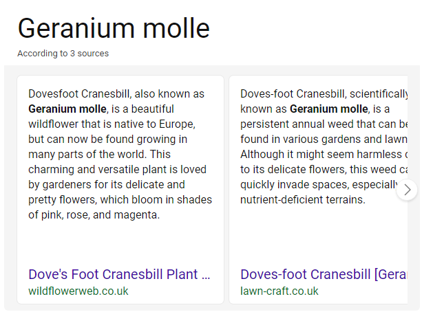 web search for Geranium molle