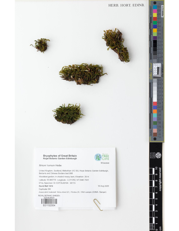 Mnium hornum, Darwin Tree of Life herbarium specimen digitized at RBGE