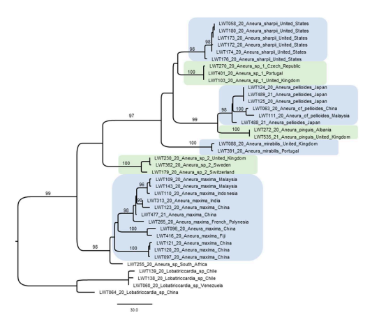Soderstrom et al. 2023. Figure 2. One of 1,000 equally parsimonious trees from a PAUP* heuristic search of DNA sequence data from plastid loci rbcL, matK, psbA-trnH and rpoC1, rooted using Lobatiriccardia. Bootstrap values are annotated above the branches. Scale bar represents number of base changes. Accession numbers are equivalent to BOLD Process IDs