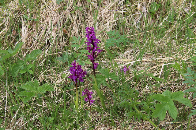 Orchis mascula, Ben Lawers