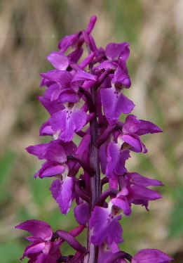 Orchis mascula flowers