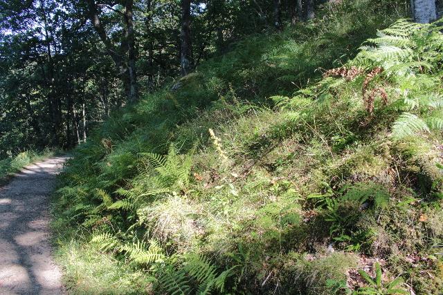 Goldenrod habitat, Loch Lomond