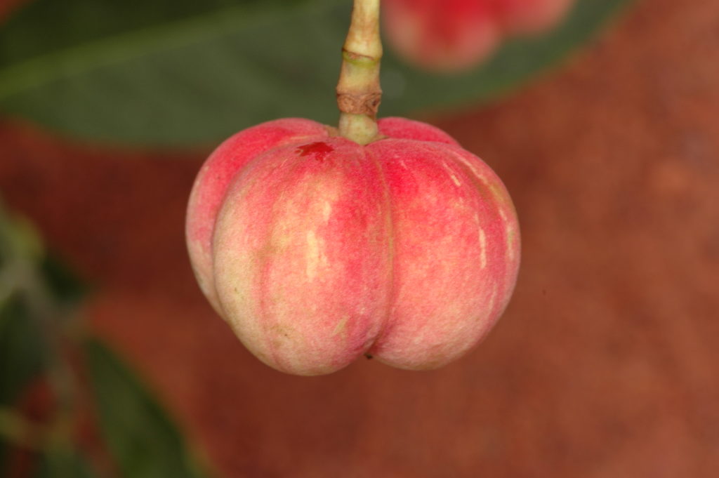 A red lobed fruit.