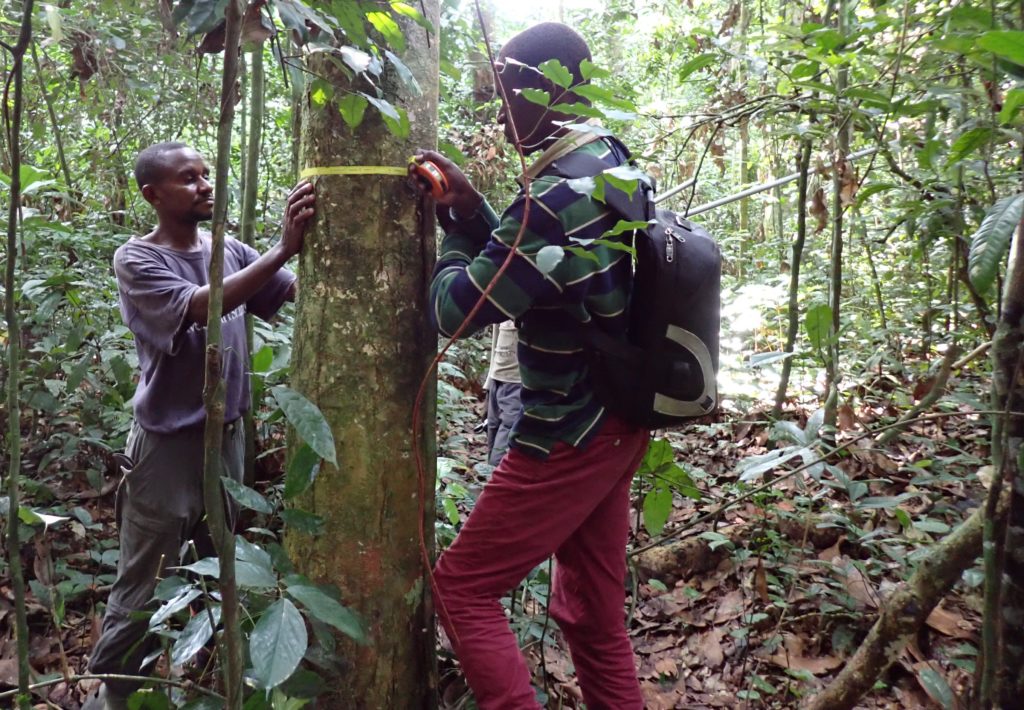 Two men measuring the diamter of a tree in a forest.