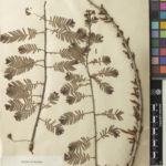 Herbarium specimen of Phyllanthus emblica L.