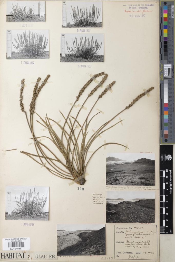 Herbarium specimen of Plantago maritima L.
