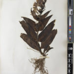 Herbarium specimen of Penstemon glaber Pursh