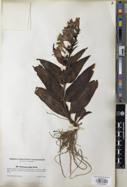 Herbarium specimen of Penstemon glaber Pursh
