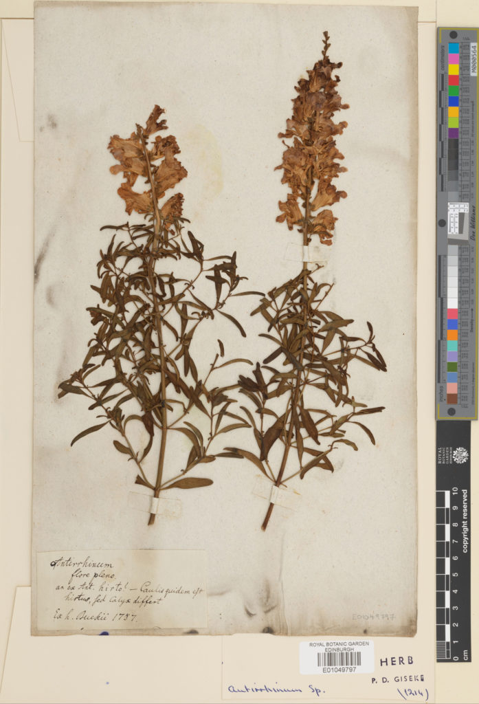 Herbarium specimen of Antirrhinum L. This specimen was collected in 1787 and formed part of Giseke's herbarium.