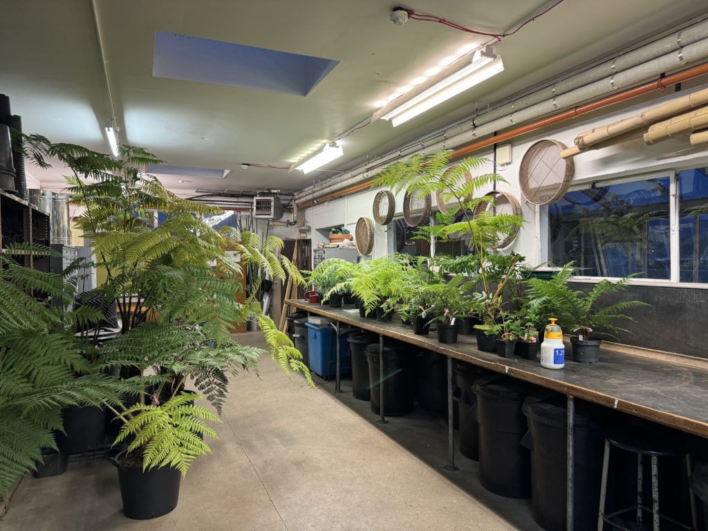 Interior photo of a potting shed with various ferns in pots.