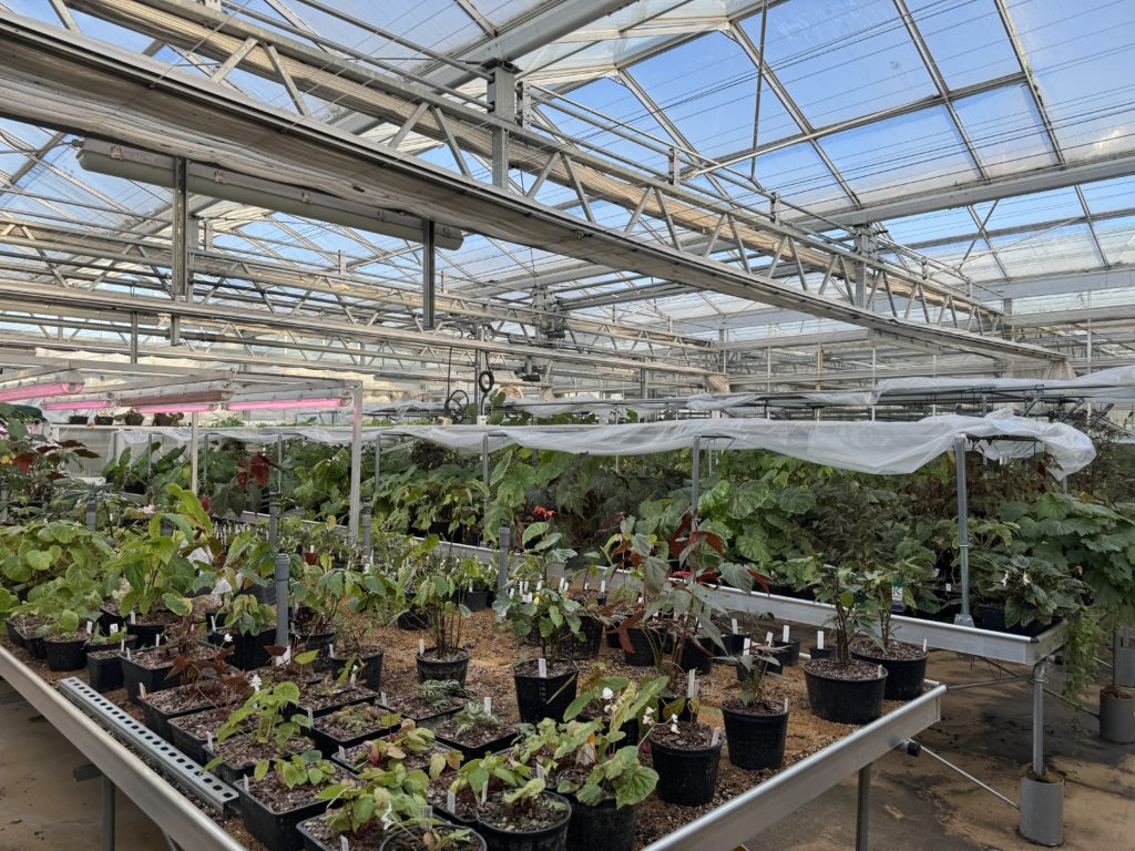 The interior of a glasshouse full of plants.